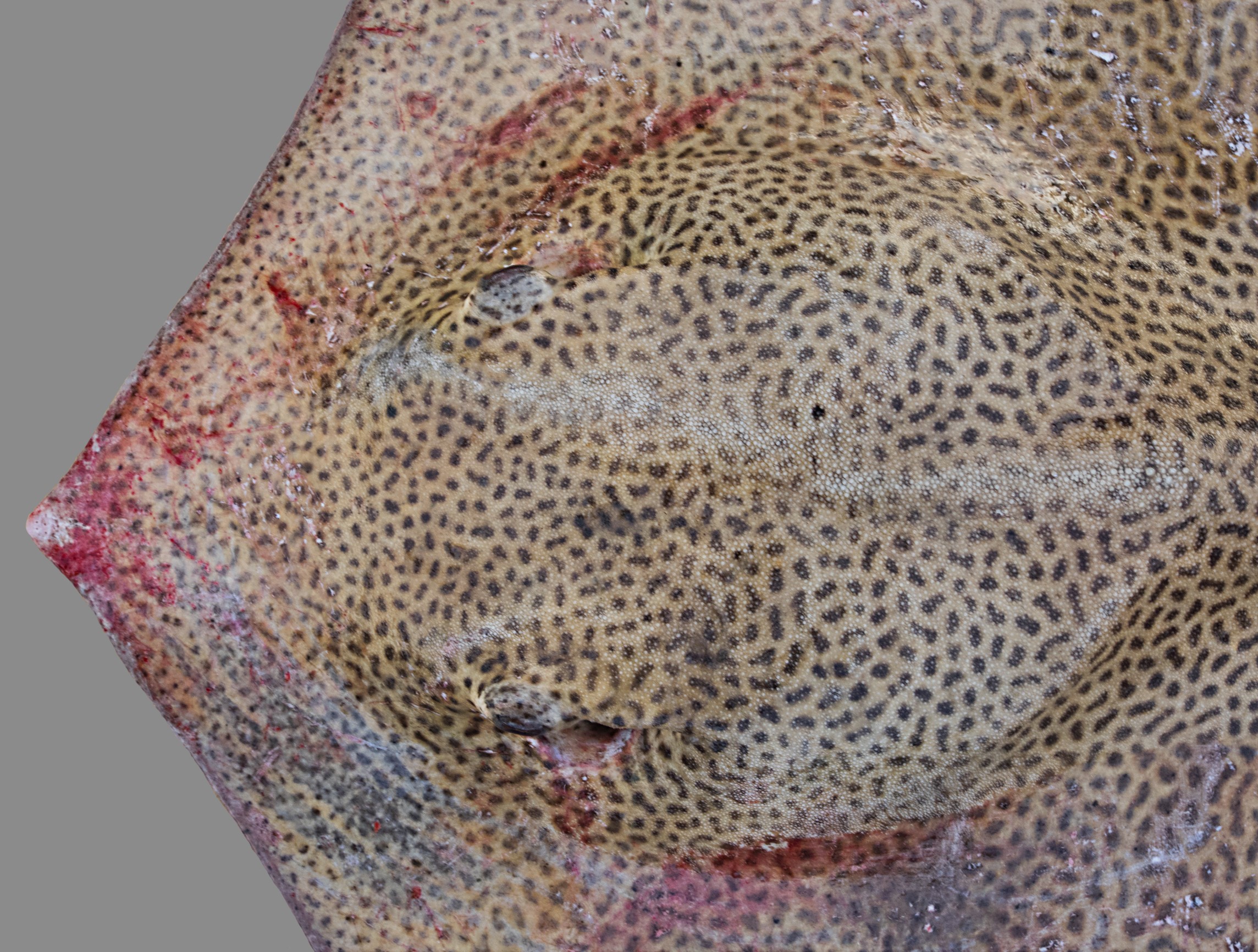 Himantura uarnak, male, 112 cm DW, head close-up, Saudi Arabia: Jizan; S.V. Bogorodsky
